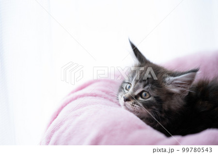 生後2ヶ月のメインクーンの子猫 99780543