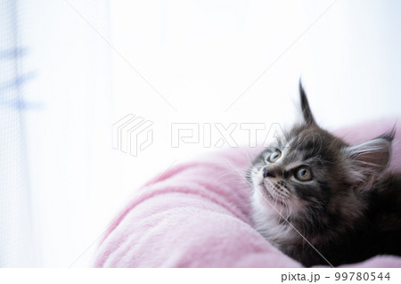 生後2ヶ月のメインクーンの子猫 生後2ヶ月のメインクーンの子猫 99780544
