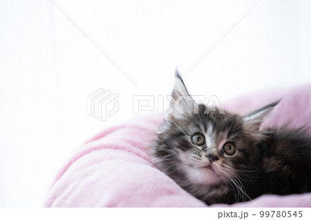 生後2ヶ月のメインクーンの子猫 99780545