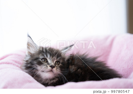 生後2ヶ月のメインクーンの子猫 99780547
