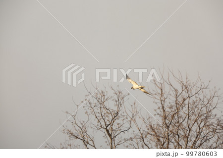 ハイイロチュウヒのオス 99780603