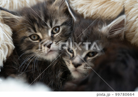 2匹の生後2ヶ月のメインクーンの子猫 99780664