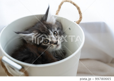 バケツに入っている生後2ヶ月のメインクーンの子猫 99780665