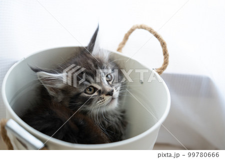 バケツに入っている生後2ヶ月のメインクーンの子猫 99780666