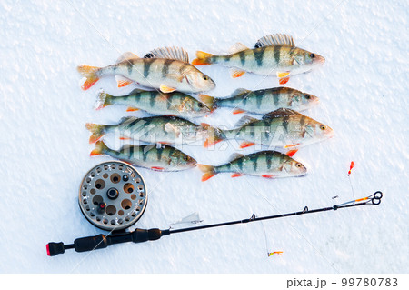 Ice fishing perch on the snow. winter fishing, perch fish on the ice in winter on the sea lake river 99780783