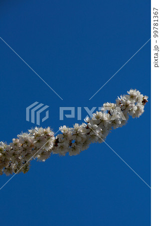 唐実桜 唐実桜 99781367