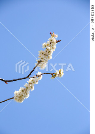 唐実桜 唐実桜 99781368