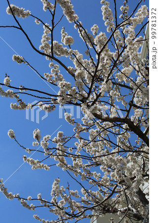 唐実桜 唐実桜 99781372