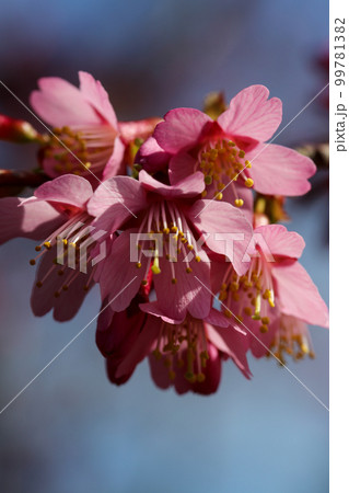 オカメザクラ オカメザクラ 99781382