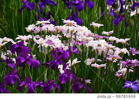菖蒲田の菖蒲満開 99781938