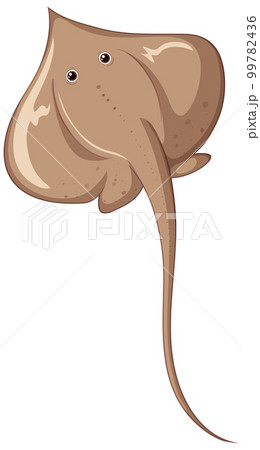 Atlantic stingray isolated on white background 99782436