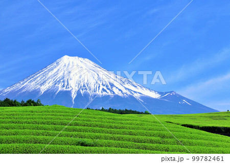 青空の富士山　新緑の茶畑 99782461