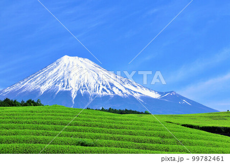 青空の富士山 新緑の茶畑 青空の富士山 新緑の茶畑 99782461