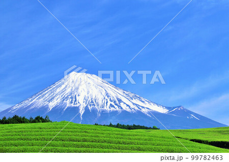 青空の富士山　新緑の茶畑 99782463