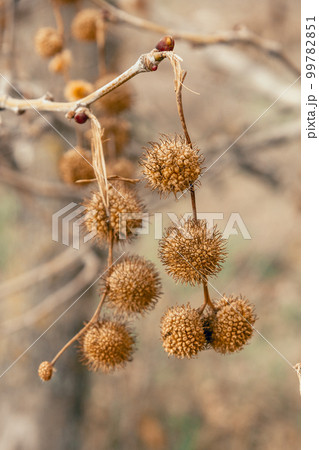 Plane tree fruits in early spring 99782851