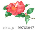 一輪の山茶花　水彩 99783047