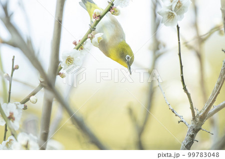 蜜を求めて飛び回るメジロ 蜜を求めて飛び回るメジロ 99783048