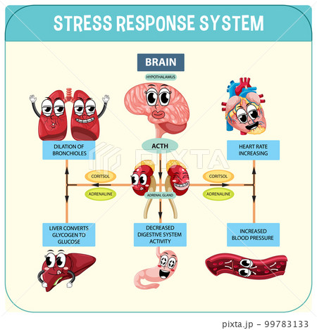 Stress response system scheme 99783133