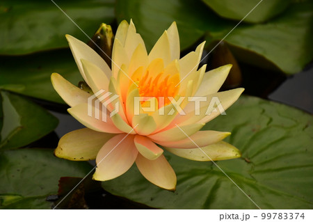 水連アップ 99783374