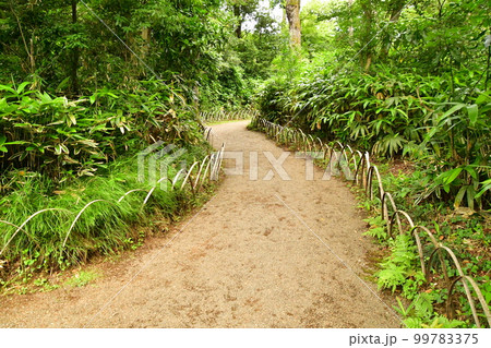 公園の夏 小道 公園の夏 小道 99783375