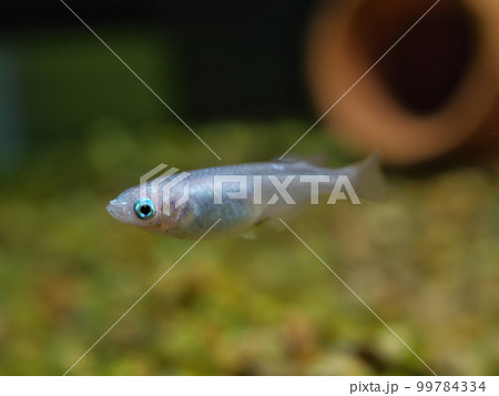 水槽を泳ぐ白めだか 99784334