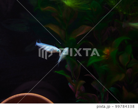 水槽を泳ぐ白めだか 99784338