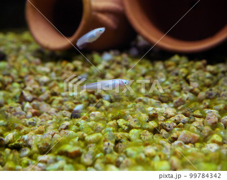 水槽を泳ぐ白めだか 水槽を泳ぐ白めだか 99784342