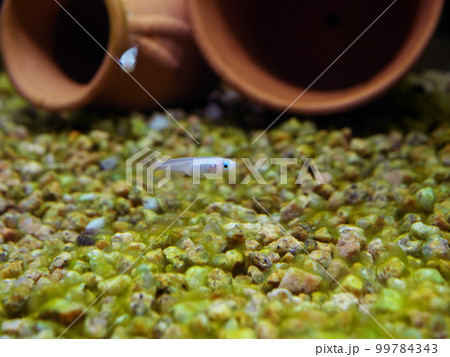 水槽を泳ぐ白めだか 99784343