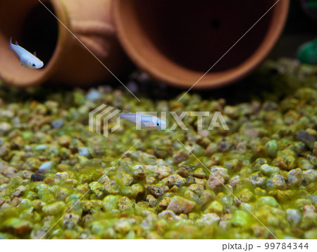 水槽を泳ぐ白めだか 99784344