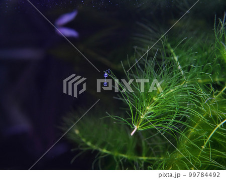 水草につくめだかの卵 水草につくめだかの卵 99784492