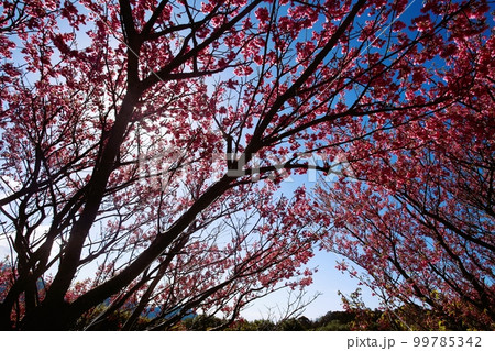 伊豆市土肥のはやさき桜満開 99785342