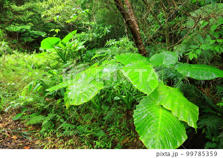 大国林道　やんばるの森 99785359