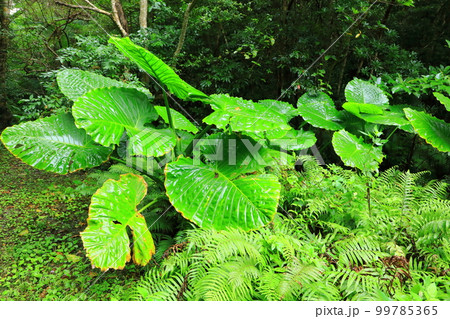 大国林道　やんばるの森 99785365