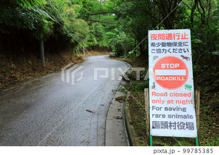 大国林道 やんばるの森 大国林道 やんばるの森 99785385