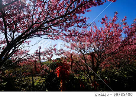 伊豆市土肥のはやさき桜満開 99785400