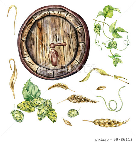 Wooden beer barrel and hop vine, wheat ear watercolor illustration isolated on white. 99786113