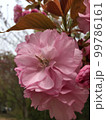 めいっぱい八重桜 99786161