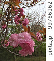 晴れた日の桜 99786162