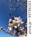 晴れた日の桜パート2そしてアップ 99786163