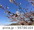 晴れた日の桜 99786164