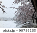 桜と季節外れの雪 99786165