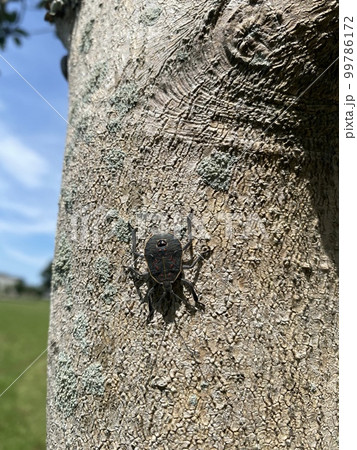 公園の木にとまっているカメムシ 99786172