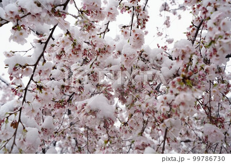 桜、花、春、日本、雪、ピンク、白、木、植物、川、公園、日本、景色、3月、4月、cherrybloss 桜、花、春、日本、雪、ピンク、白、木、植物、川、公園、日本、景色、3月、4月、cherrybloss 99786730