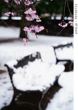 桜、花、春、日本、雪、ピンク、白、木、植物、川、公園、日本、景色、3月、4月、cherrybloss 桜、花、春、日本、雪、ピンク、白、木、植物、川、公園、日本、景色、3月、4月、cherrybloss 99786752