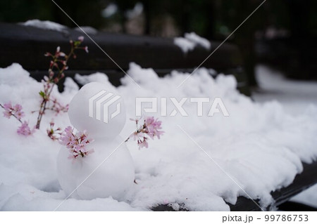 桜、花、春、日本、雪、ピンク、白、木、植物、川、公園、日本、景色、3月、4月、cherrybloss 桜、花、春、日本、雪、ピンク、白、木、植物、川、公園、日本、景色、3月、4月、cherrybloss 99786753