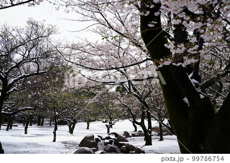 桜、花、春、日本、雪、ピンク、白、木、植物、川、公園、日本、景色、3月、4月、cherrybloss 桜、花、春、日本、雪、ピンク、白、木、植物、川、公園、日本、景色、3月、4月、cherrybloss 99786754
