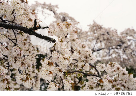 桜、花、春、日本、雪、ピンク、白、木、植物、川、公園、日本、景色、3月、4月、cherrybloss 桜、花、春、日本、雪、ピンク、白、木、植物、川、公園、日本、景色、3月、4月、cherrybloss 99786763