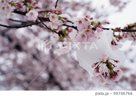 桜、花、春、日本、雪、ピンク、白、木、植物、川、公園、日本、景色、3月、4月、cherrybloss 99786766