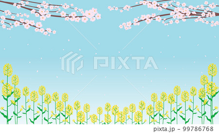 春の季節に花びらが舞う桜と菜の花の背景テンプレート（青） 99786768