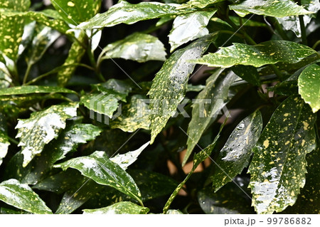 フイリアオキ(aucuba japonica/水滴付き) フイリアオキ(aucuba japonica/水滴付き) 99786882